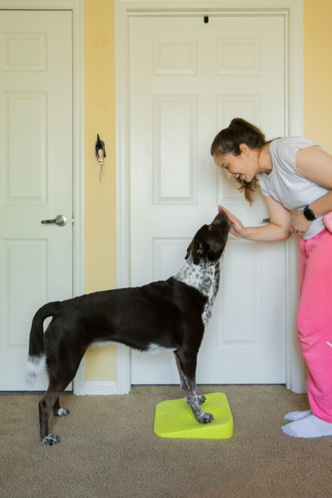 Proprioception In Dogs + What Is Dog Fitness Equipment
