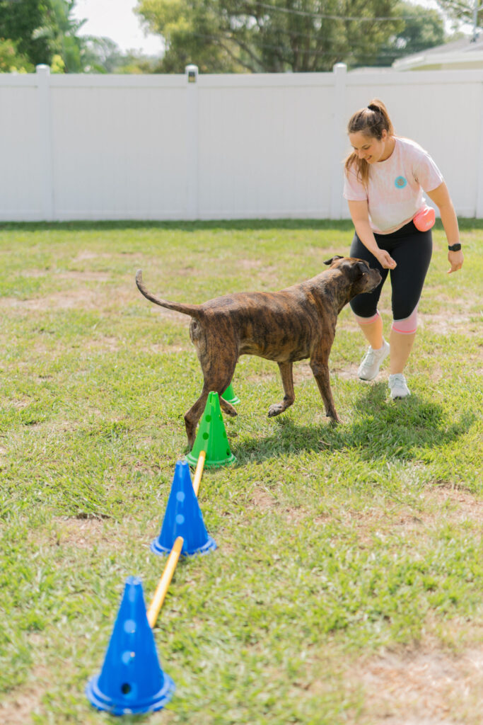 4 Dog Cavaletti K9 Fitness Exercises
