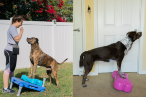 FUN-Damentals: K9 Fitness Foundations