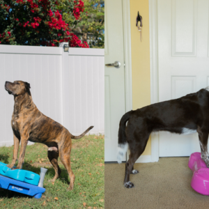 FUN-Damentals: K9 Fitness Foundations