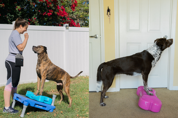 FUN-Damentals: K9 Fitness Foundations